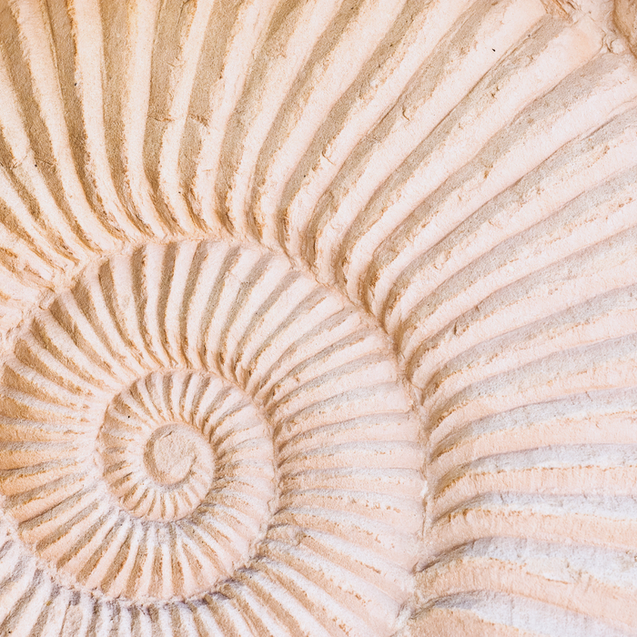 Fossilien & Muscheln