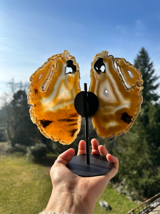 Achat Schmetterling B99