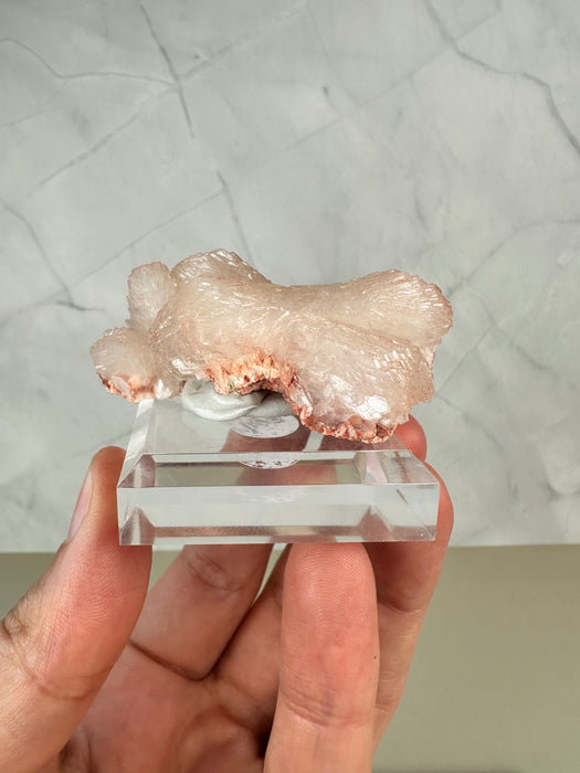 Stilbit Schleife auf Acrylsockel