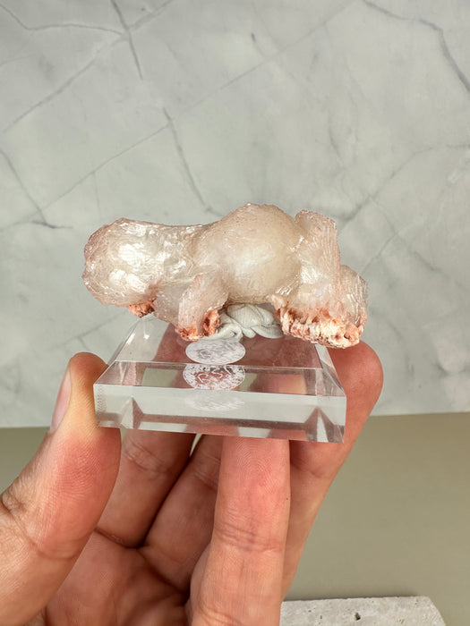 Stilbit Schleife auf Acrylsockel