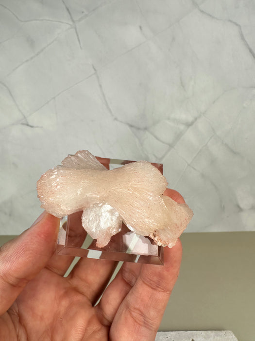 Stilbit Schleife auf Acrylsockel