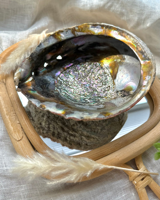 Abalone-Muschel