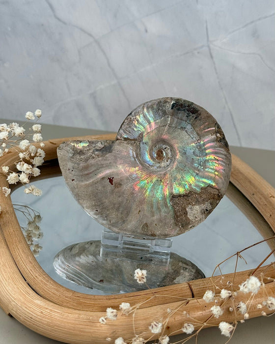 Ammonit Fossil mit irisierendem Farbenspiel – echtes Naturwunder, schimmernde Regenbogenfarben, Fossilien-Sammlerstück